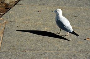 white seagull on a stone walkway