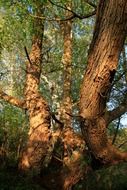 photo of tree bark in the forest