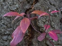 photo of purple plant on a background of stones