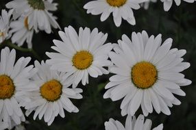 daisies on a dark background