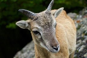 goat in nature
