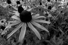 black and white photo of echinacea flowers