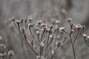 dry flower plants