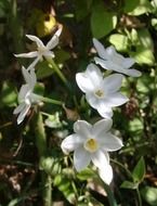 Narcissuses in the garden
