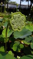 Picture of the green plant