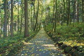 Path in mountains forest