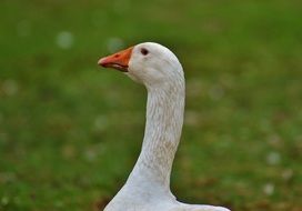 white cute goose