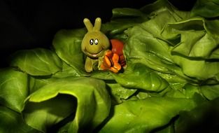 caterpillar on green lettuce leaves