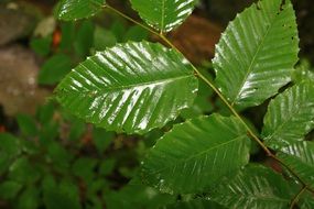 shiny green leaves on a branch in the rain