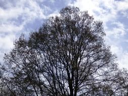 tree with spreaded branches at sky