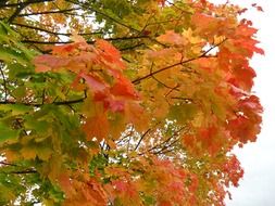 maple autumn leaves