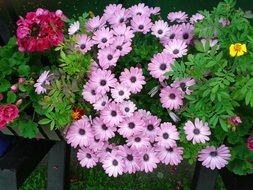 festive bouquet of garden flowers