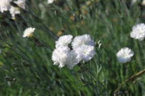 white fluffy flowers in the meadow close-up on blurred background