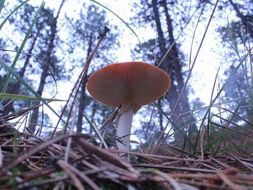 mushroom and pine needles