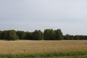 Autumn rural field