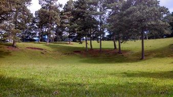 landscape of pine trees on the green meadow