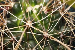 spines on cactus close up