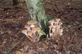 unusually beautiful mushroom