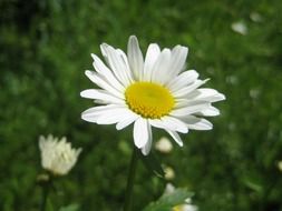 marguerite flowers
