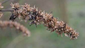 dried plant inflorescence