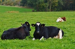 spotted cows lie on a green meadow