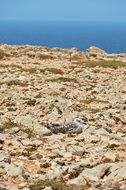 sea gull on the coast