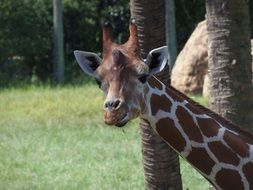 giraffe in the wildlife