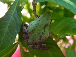 green tree amphibian frog