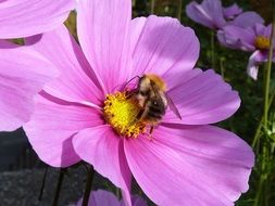 bee collecting pollen in the flower