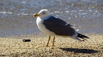 seagull on the beach, spain, catalonia, costa brava