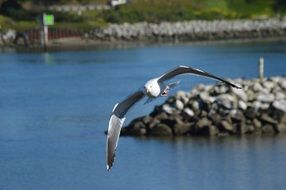 seagull flying over water