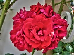 Red rose flowers