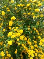 bush of small yellow roses in the garden close-up