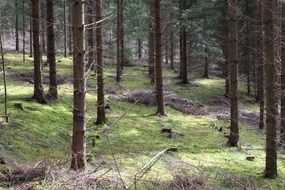 Thin trees in a forest