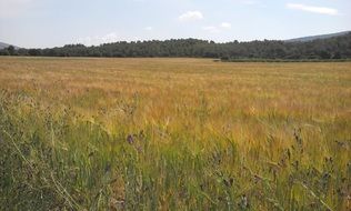 Wheat field under the blue sky