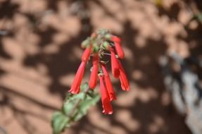 Red flowers in Utah