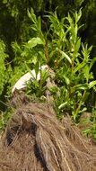 plants and Tree stump in nature