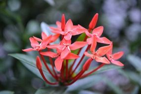 santan flower