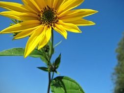 sunflower blossom on the sunny day