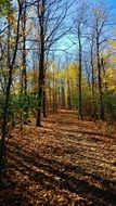 elegant fall leaves