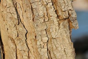 brown tree bark closeup