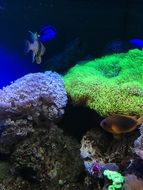 fish in aquarium