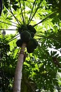 fruits of papaya tree, sri lanka, ceylon