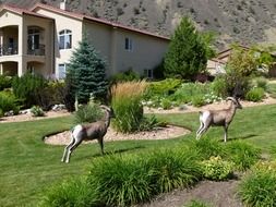 extraordinary beautiful mountain sheep