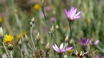 cute wild flowers