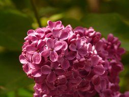 lush lilac flower