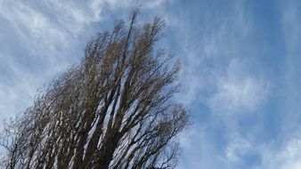 crown of a tree under a blue sky in germany
