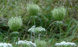 flower on the wayside