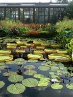 water plants on pond in botanical garden