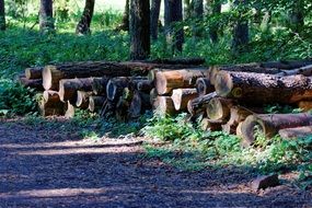 logs trees lumber in green Forest